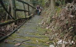 重慶江津四面山國家森林公園旅遊攻略之山道