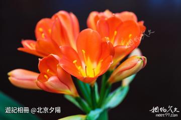 【原創攝影】我家的君子蘭開花了
