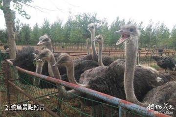 華陰鴕鳥王生態園-鴕鳥照片
