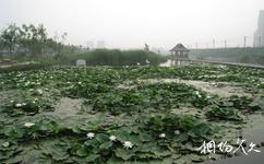 大連前關城市中央濕地公園旅遊攻略之池