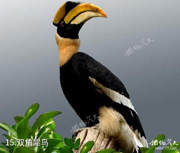 重庆野生动物世界-双角犀鸟照片
