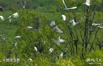 儋州鹭鸶天堂-群鹭飞舞照片