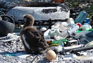 中途岛-塑料污染照片