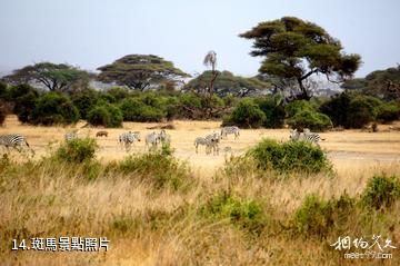 肯亞馬賽馬拉國家保護區-斑馬照片