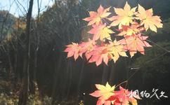 辽阳核伙沟森林公园旅游攻略之秋枫红叶
