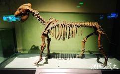 大慶市博物館旅遊攻略之中華第一鬣狗