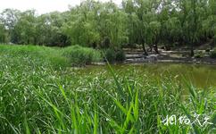 北京柳荫公园旅游攻略之野鸭岛