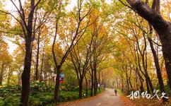 湖南省森林植物园旅游攻略之枫香大道