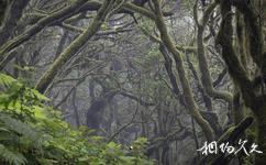 西班牙加拉霍艾國家公園旅遊攻略之月桂樹