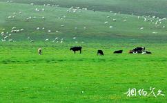内蒙古希拉穆仁草原旅游攻略之羊群