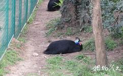 南京红山森林动物园旅游攻略之鹤鸵