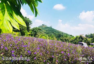 屯昌夢幻香山旅遊區-四季花田照片