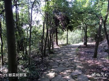 三峡鸣翠谷（紫阳龙洞）-榔栾树群落照片