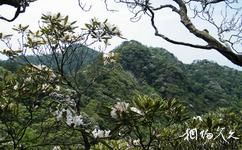 浙南箬寮原始林旅游攻略之猴头杜鹃林