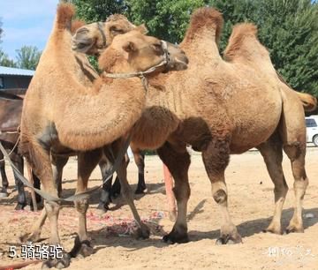 张家口天漠影视基地-骑骆驼照片
