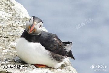 英國聖基爾達群島-海鳥照片