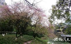 桂林南溪山公園旅遊攻略之櫻花