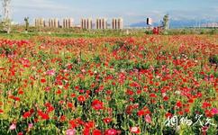 烏蘇花海·喜世界公園旅遊攻略之花卉