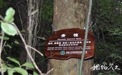 湖南六步溪国家级自然保护区旅游攻略之青檀林