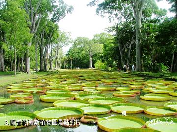 模里西斯-龐普勒穆斯植物園照片