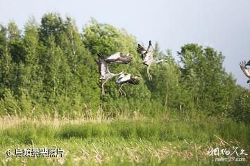 黑龍江洪河國家級自然保護區-鳥類照片