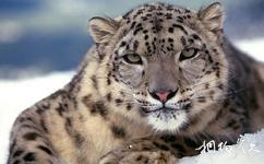 西藏色林錯國家級自然保護區旅遊攻略之雪豹
