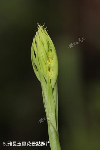 廣西雅長蘭科植物國家級自然保護區-雅長玉鳳花照片