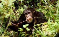 几内亚宁巴山自然保护区旅游攻略之动物