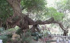 琅岐岛旅游攻略之古榕树