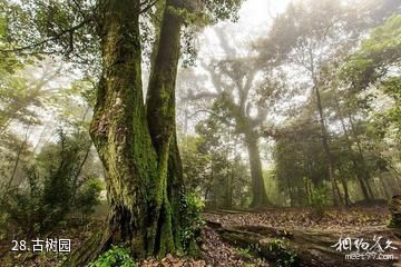 广州从化石门国家森林公园-古树园照片