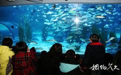 杭州海底世界旅游攻略之淡水生物区