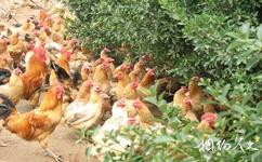 安徽禾泉農莊旅遊攻略之果園養雞場