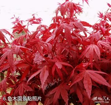 夏津黃河故道森林公園-色木園照片