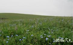 新疆喀拉峻草原旅遊攻略之藍色花海