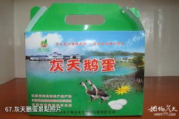 江蘇永豐林農業生態園-灰天鵝蛋照片
