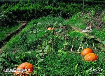 杭州綠景塘生態農業觀光園-蔬菜園照片