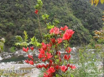 漢中天台森林公園-山野花開照片