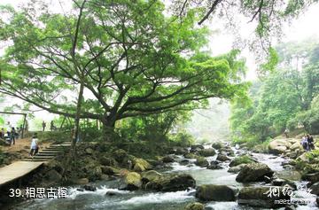 广州从化石门国家森林公园-相思古榕照片
