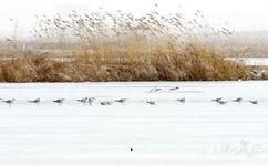 银川鸣翠湖国家湿地公园旅游攻略之白沙落雁