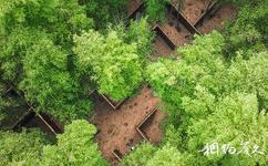 常州茅山森林世界旅游攻略之竹林迷宫