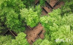 常州茅山森林世界旅遊攻略之竹林迷宮