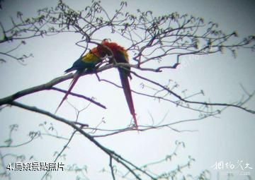 宏都拉斯雷奧普拉塔諾生物圈保留地-鳥類照片