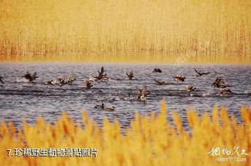 敦煌西湖國家級自然保護區-珍稀野生動物照片