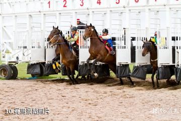 伊犁昭蘇西域天馬文化園-賽馬照片