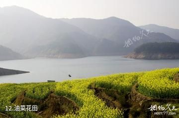 遂昌湖山森林公园-油菜花田照片