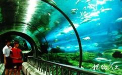 秦皇島新澳海底世界旅遊攻略之海底隧道