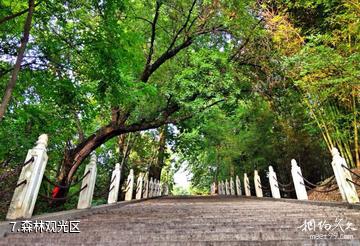 汉阴龙岗生态旅游区-森林观光区照片