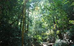 西雙版納原始森林公園旅遊攻略之熱帶溝穀雨林