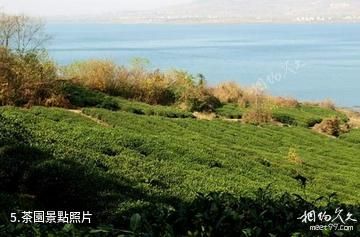 南京金牛湖景區-茶園照片