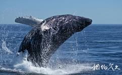 格陵蘭島旅遊攻略之觀賞鯨魚